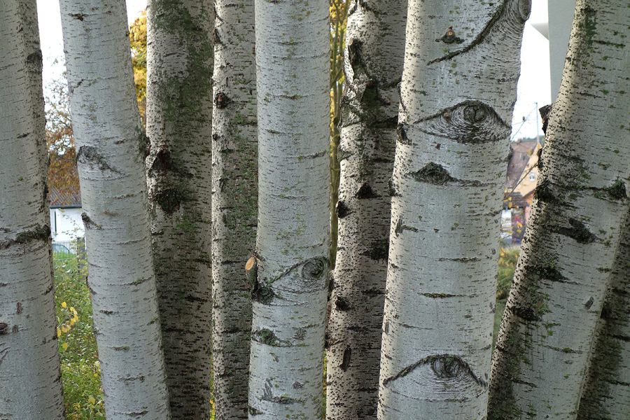 Birkenstämme mit charakteristischer weißer Rinde im Garten